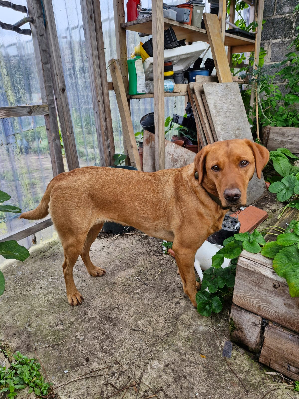 Original dog photo