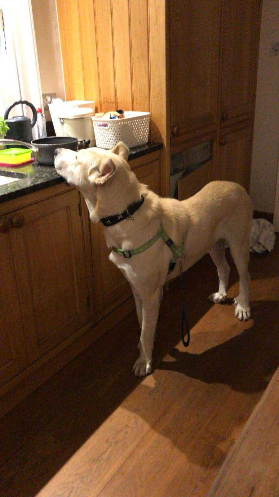 Original dog photo